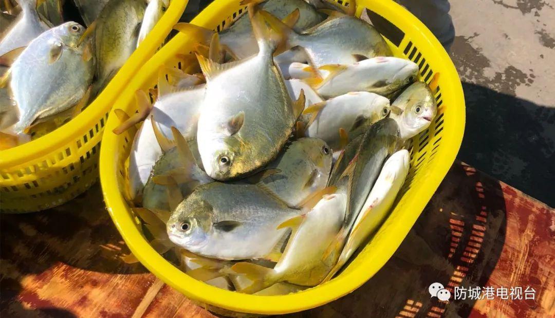 开海了一大波肥美海鲜上岸,开海去哪买海鲜