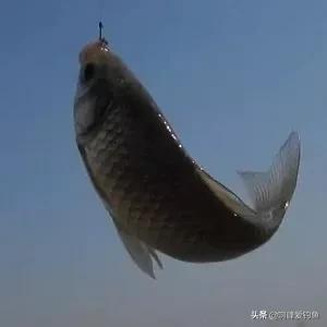 一筐鱼和一根鱼竿营销,一筐鱼饵料直播带货视频