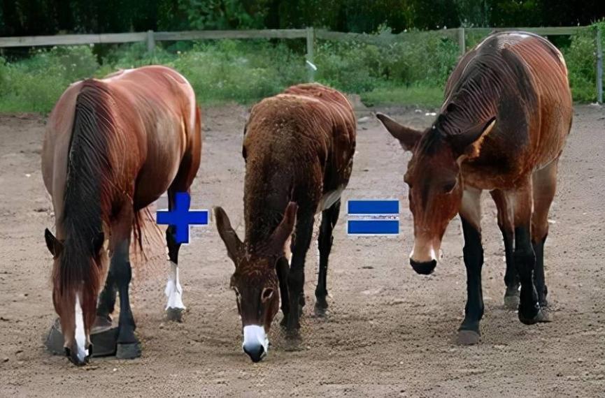 人类真的能杂交吗,人类动物能混血吗