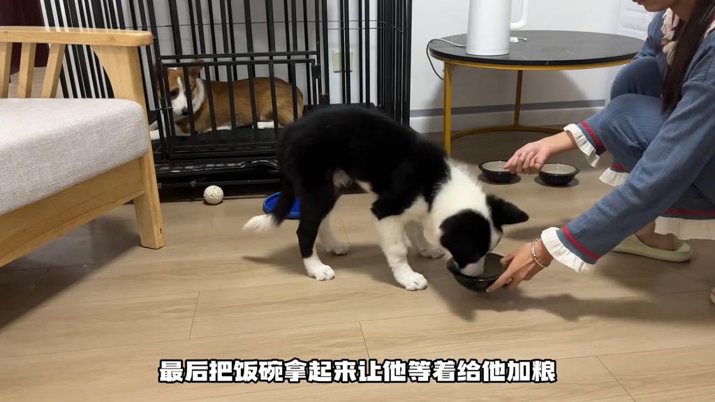 快速易学推荐10种训练狗狗的方法,该如何教小狗狗训练