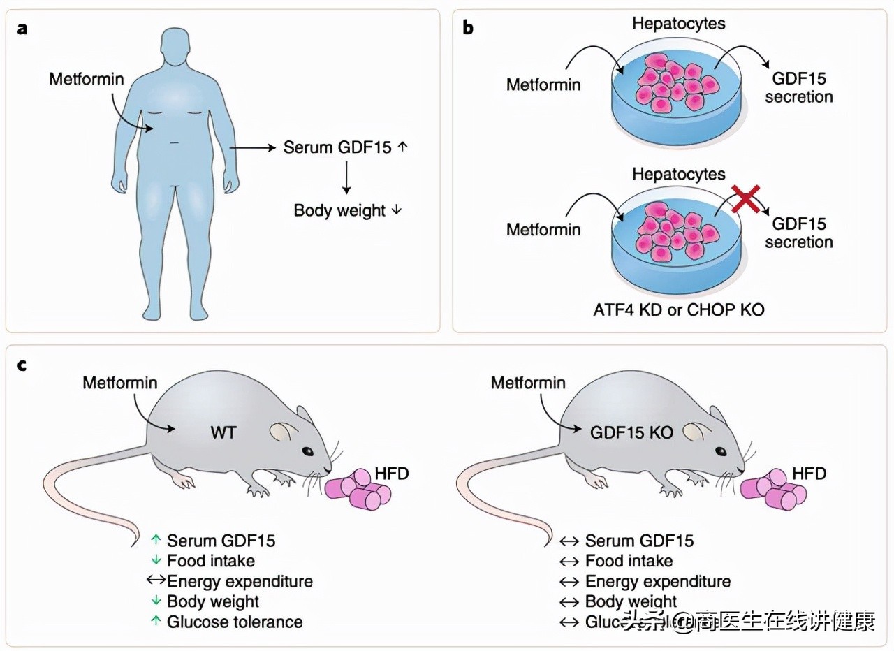 糖尿病吃二甲双胍造成胃难受,糖尿病人吃二甲双胍后有什么反应