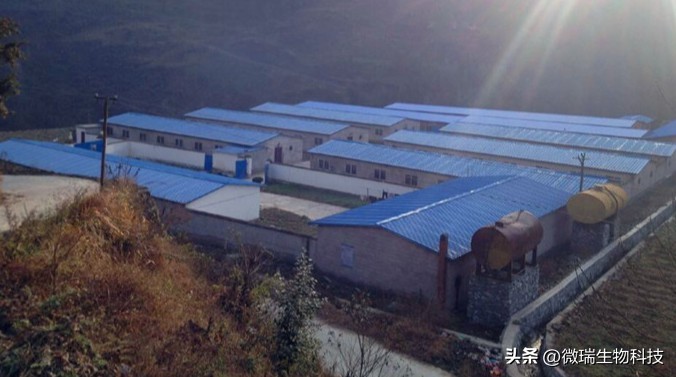 养猪增加效益,湖南养猪致富项目