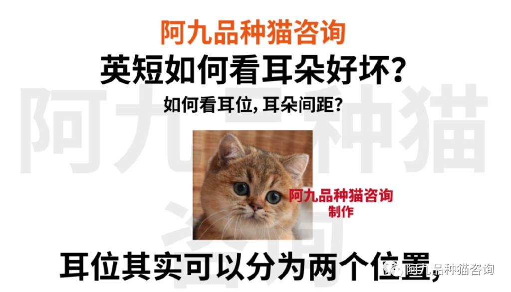 英短蓝白耳朵白好吗,蓝白英短小耳朵好还是大耳朵好