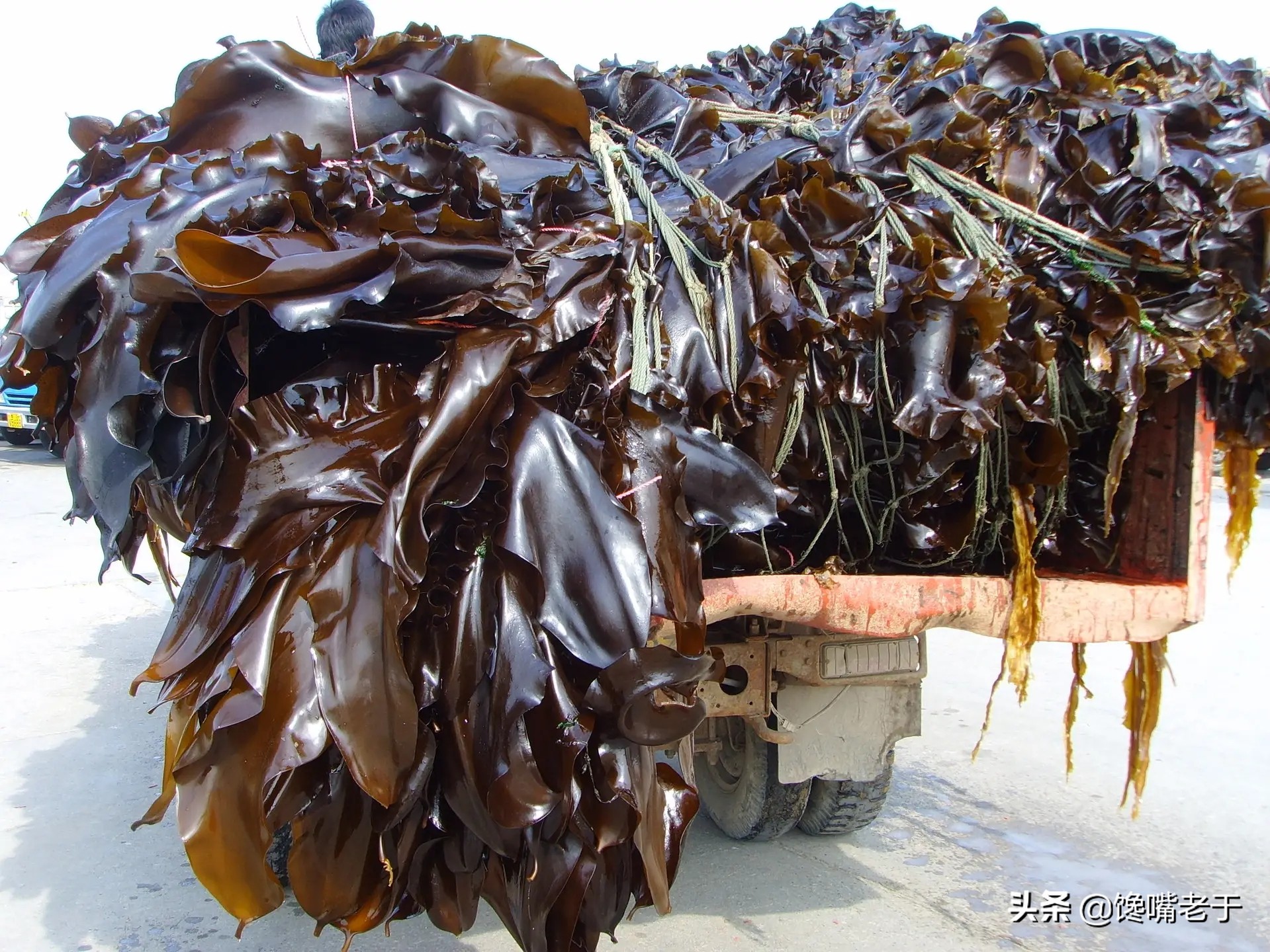 买海带的十大忌讳,买海带