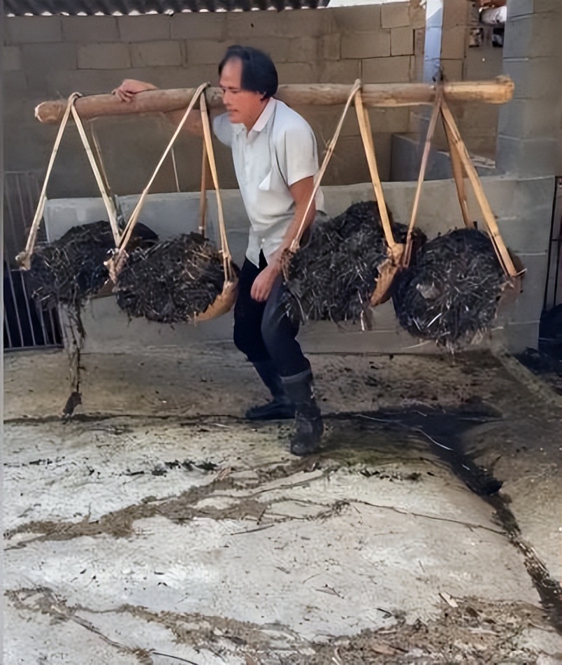 老杨啊：“黑暗料理”狗看了都摇头，却成为全网女人最想嫁的男人