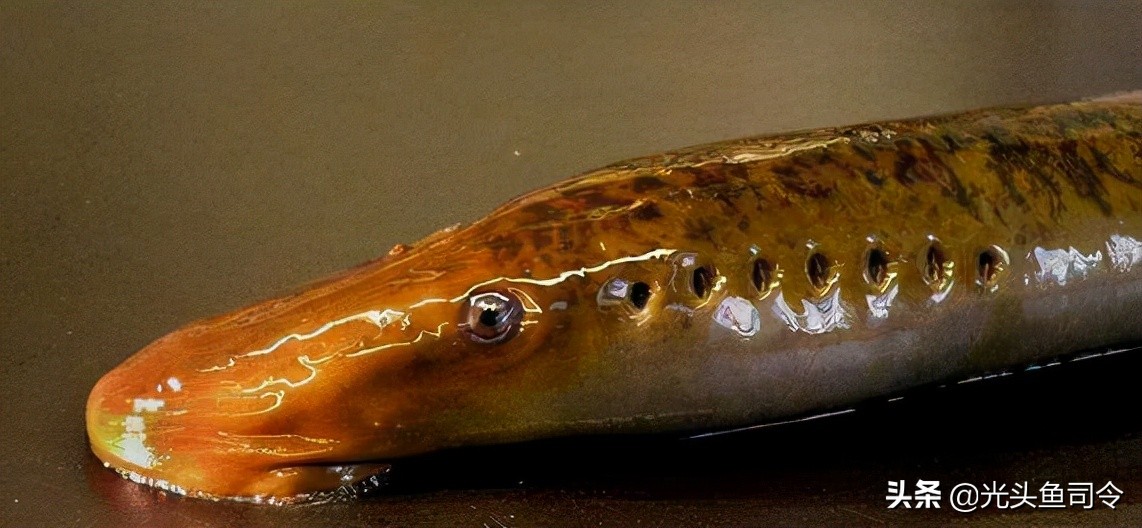 钓鱼钓到保护鱼种放了违法吗,钓鱼犯法的鱼类有哪些种类