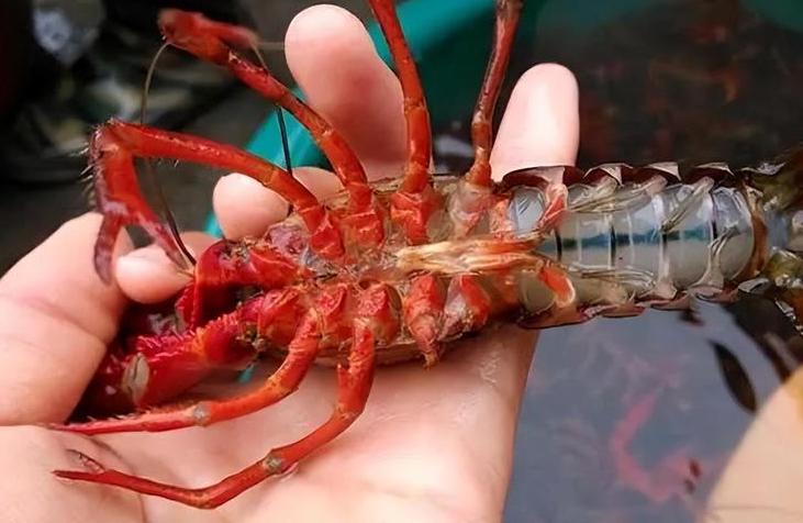 小龙虾吃了不能吃的部位会怎么样,吃小龙虾的时候不能吃到什么东西
