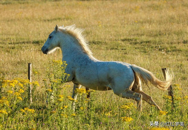属马的人给你建议的目的,1990年属马的人今年有桃花运吗