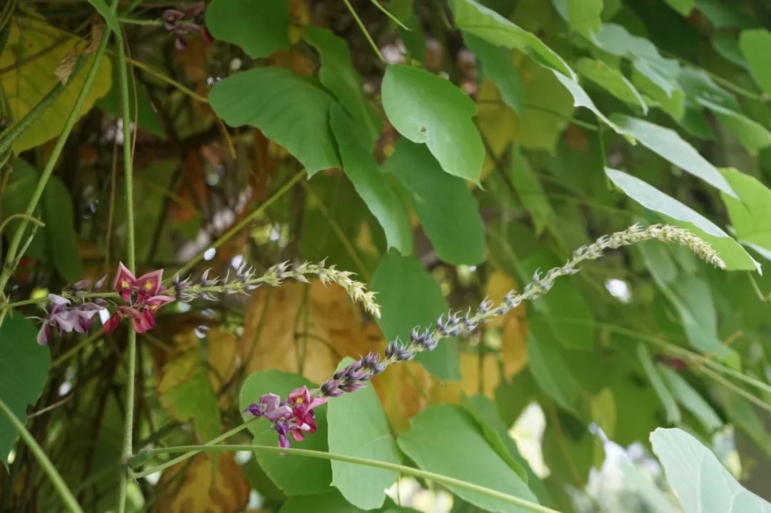 150种常见药用植物大全,150余种常见药用植物花期组图