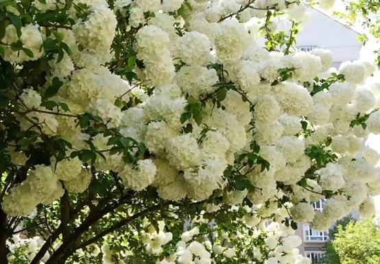 庭院的大门前种什么花树比较好,适合庭院的低矮四季常青的花树