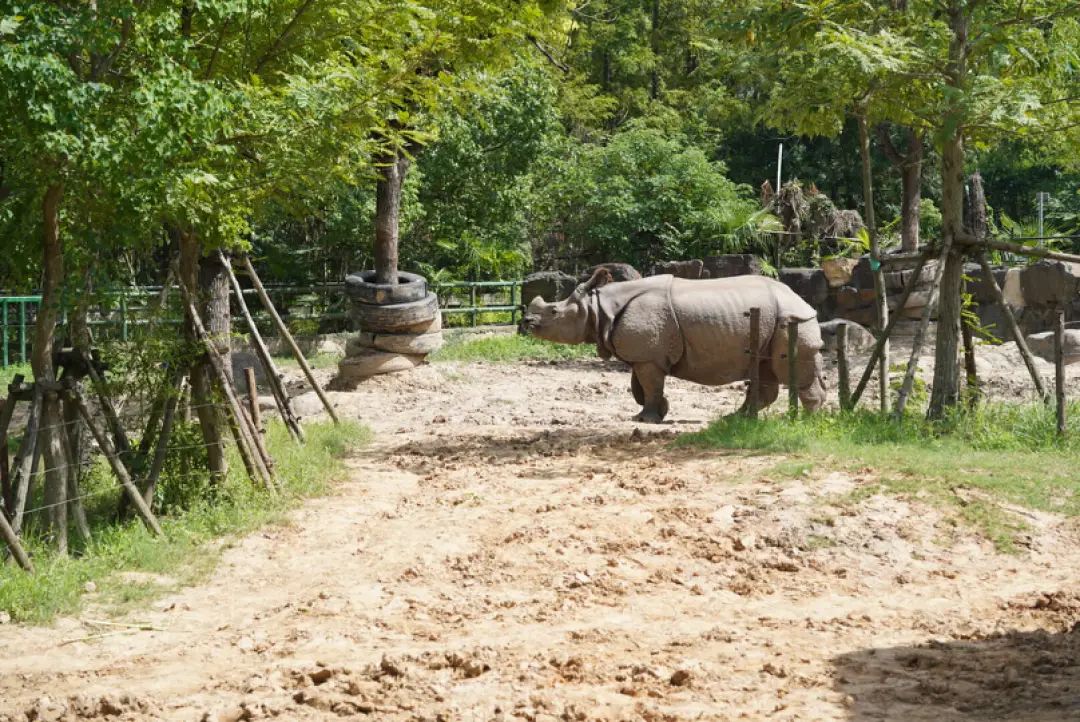 上海野生动物园建议周六周天去吗,上海野生动物园通玩一日游攻略