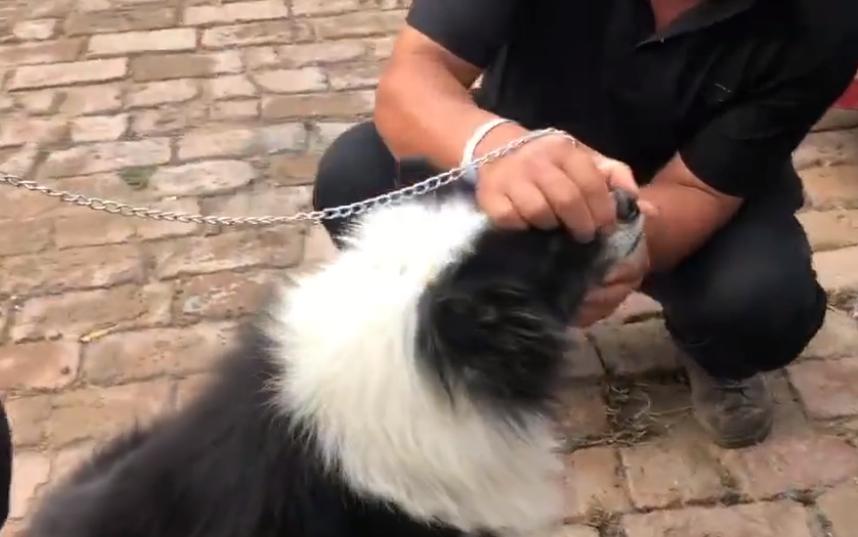 600元边牧幼犬出售,600元边牧犬出售