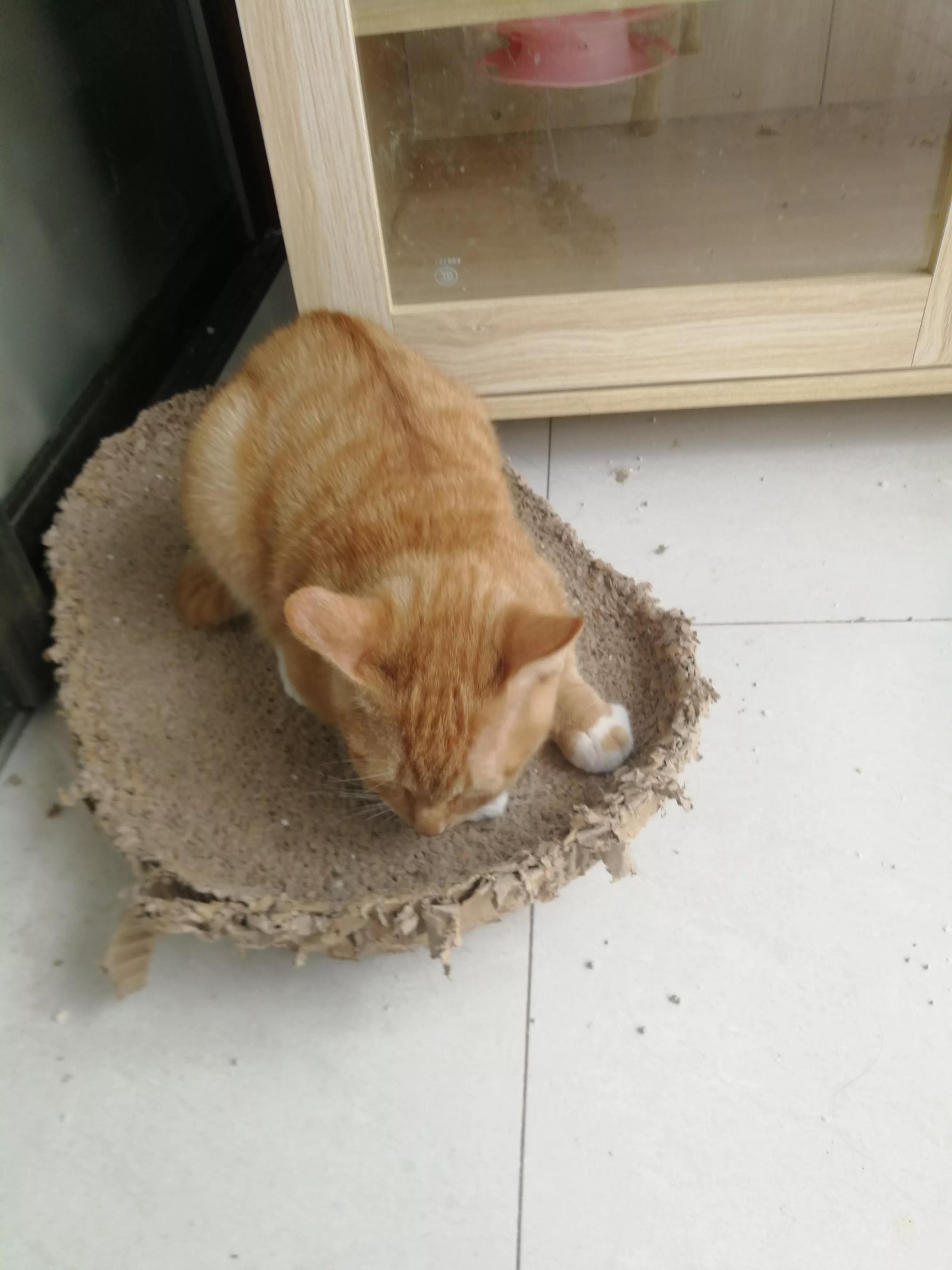 奶猫遭家暴受伤女主人护猫未果