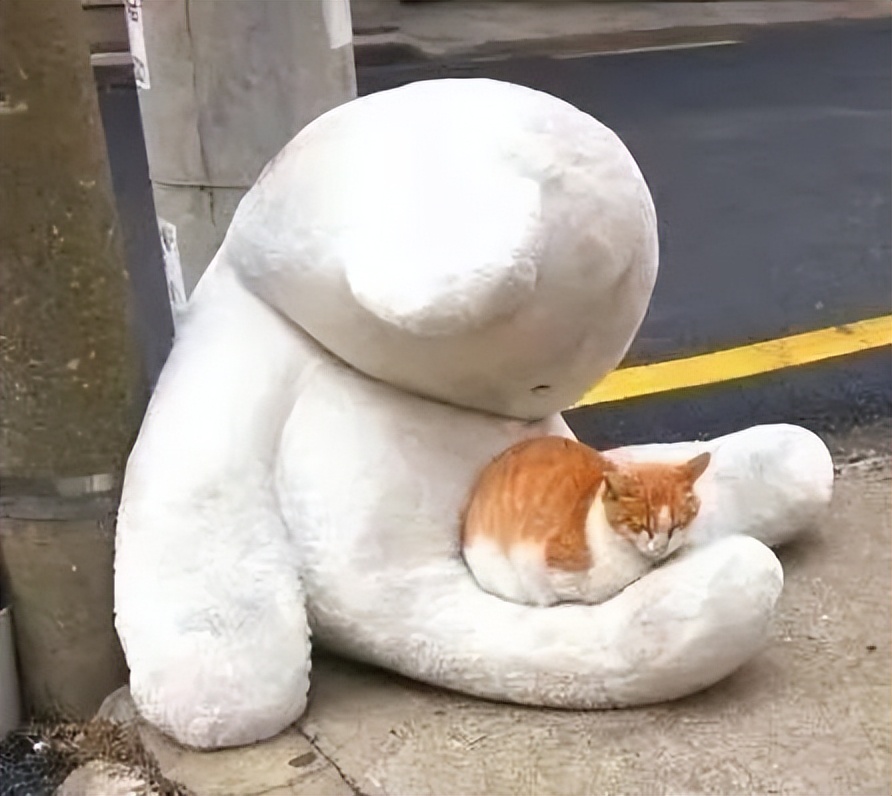 宠物医生，猫咪右手臂骨折，伤口化脓发炎怎么办？