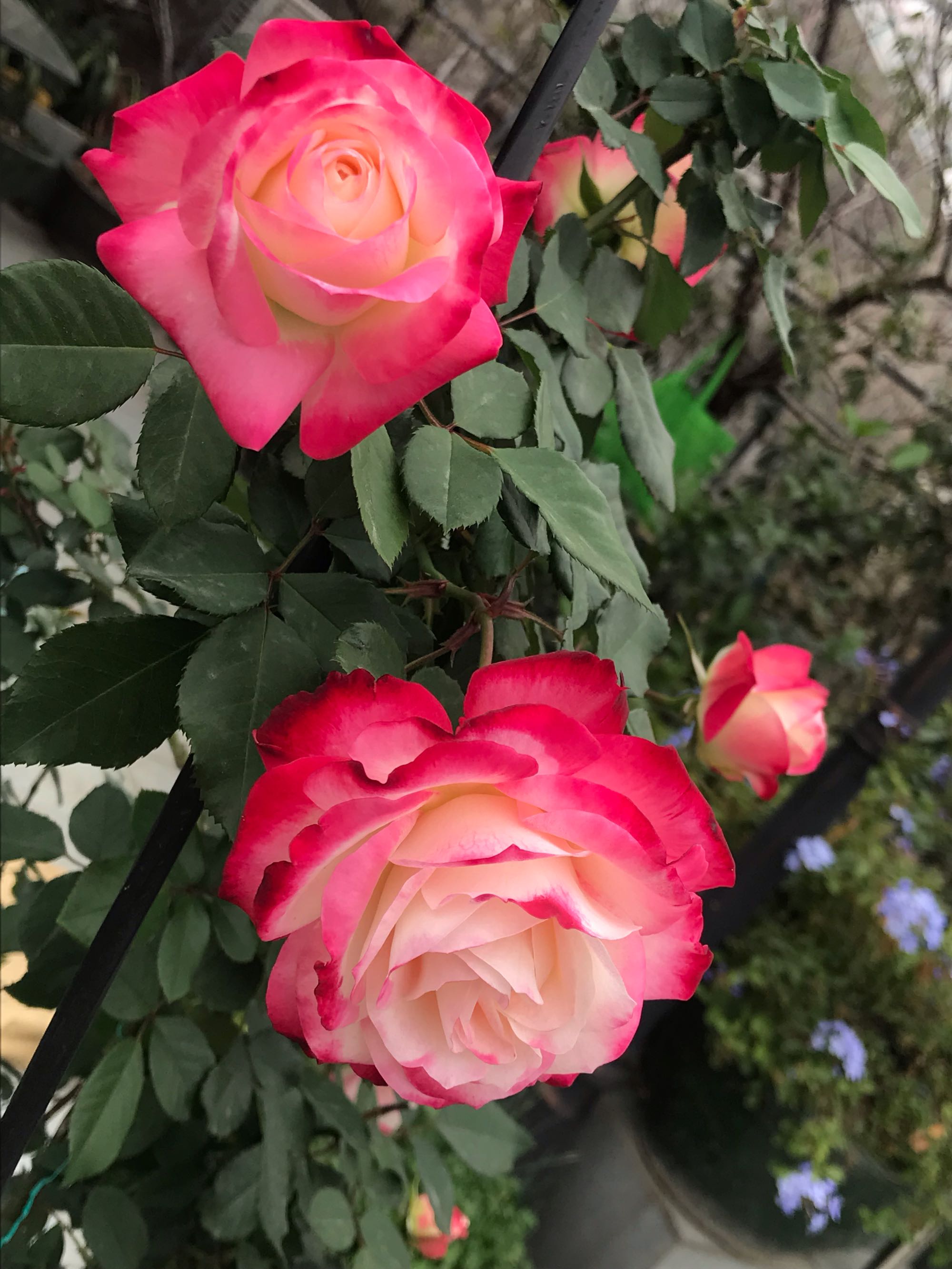 喜欢月季的好处,喜欢养花就要懂得赏花