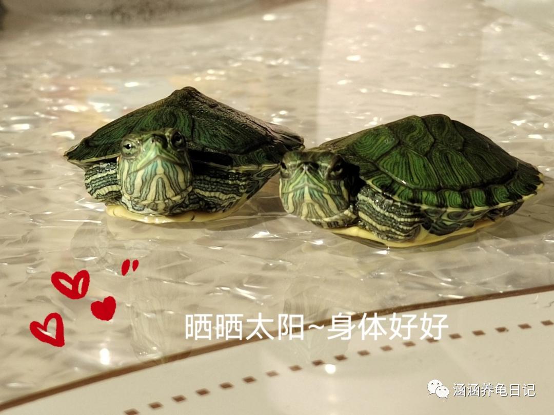 夏天乌龟中暑后四肢无力,夏天乌龟生病的几率大吗