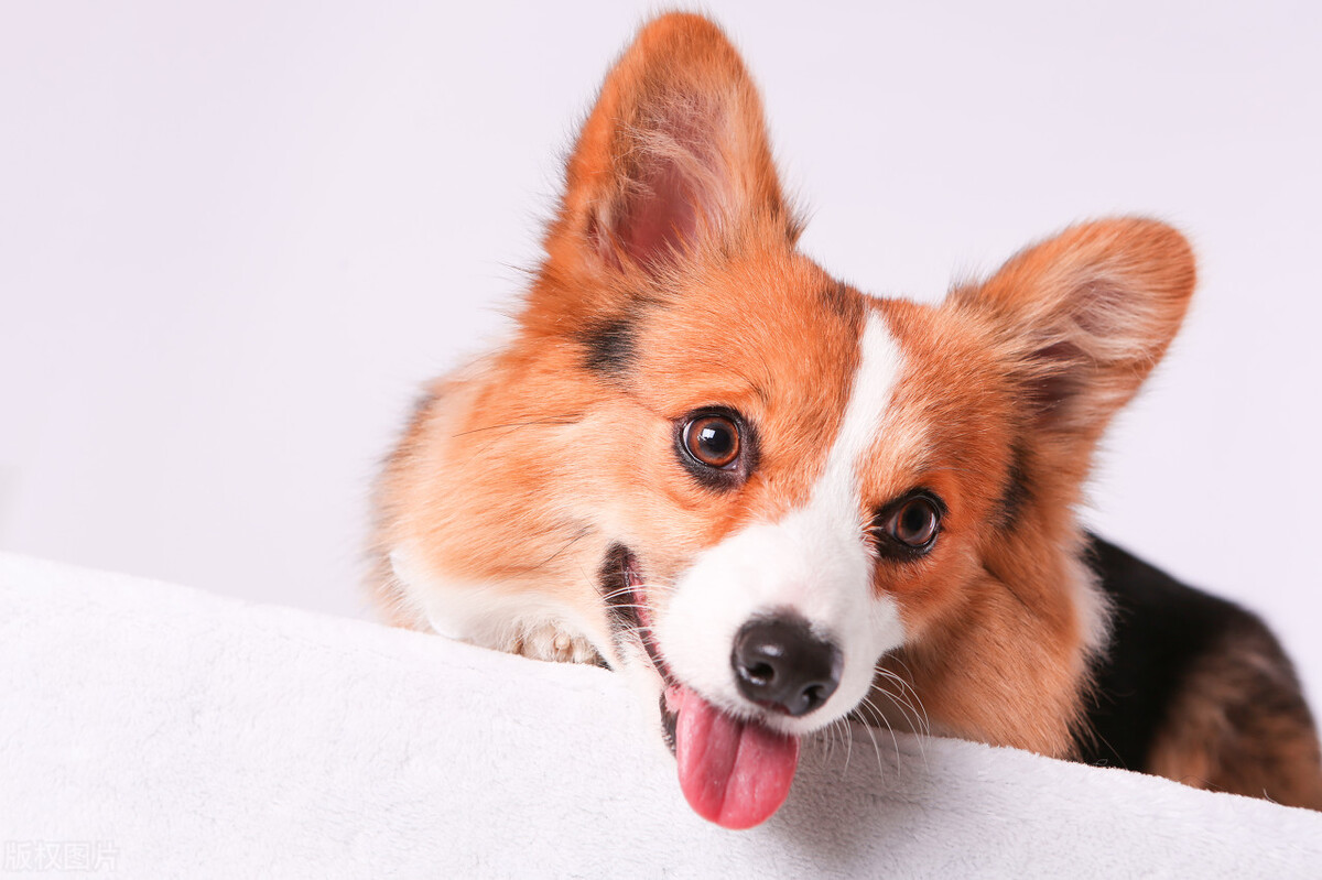 教狗狗定点便便就哼哼,怎么让狗狗拉便便