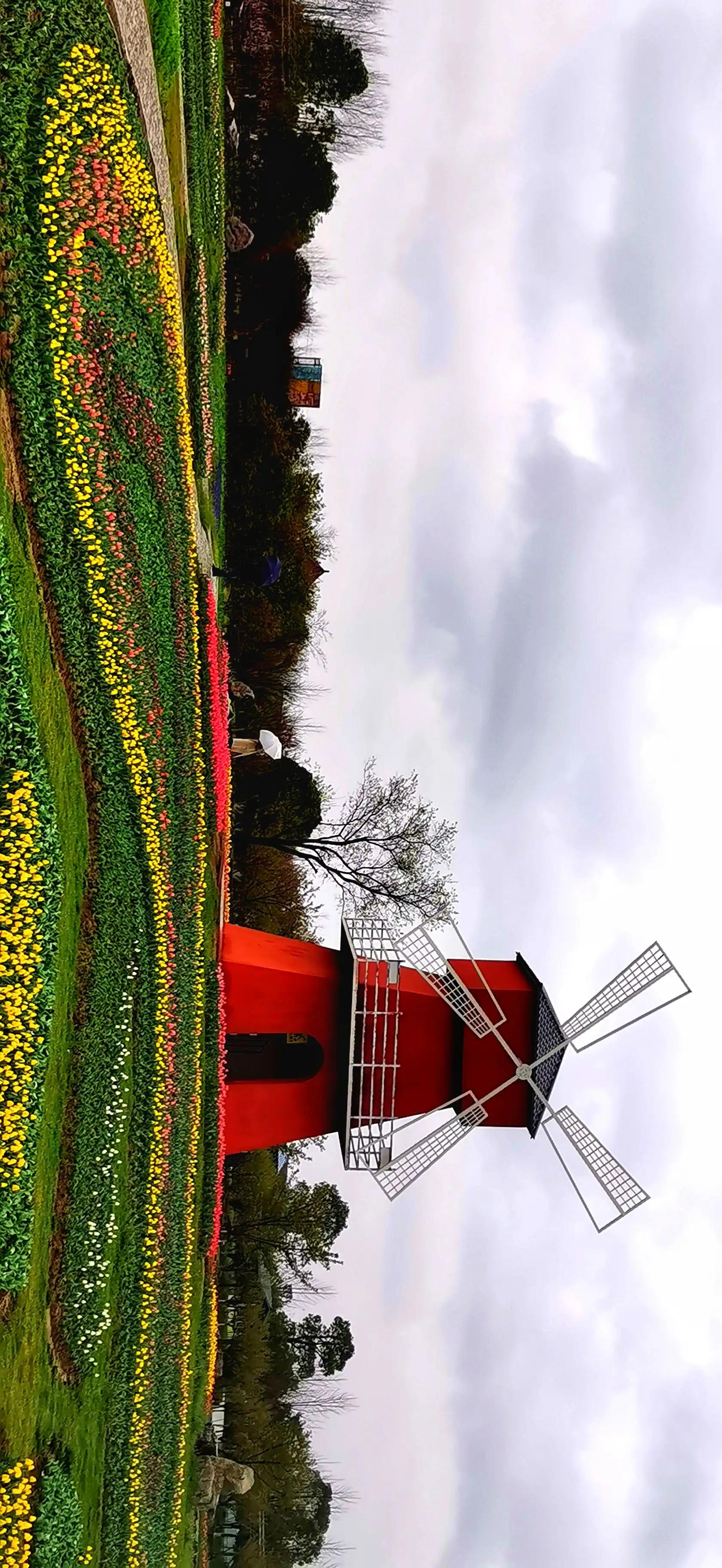 湖北宜昌花海赏花,枝江同心花海四月有什么花