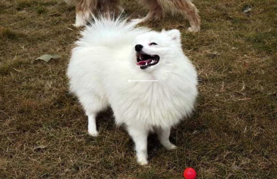 小狗狗口臭怎么办该怎样消除,幼犬狗狗口臭的解决方法