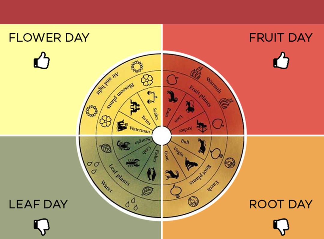 为什么喜事都要看黄历,喝白茶看黄历