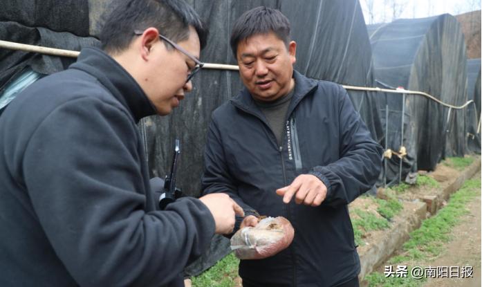 羊肚菌助农走上致富路,桐柏哪里收购羊肚菌