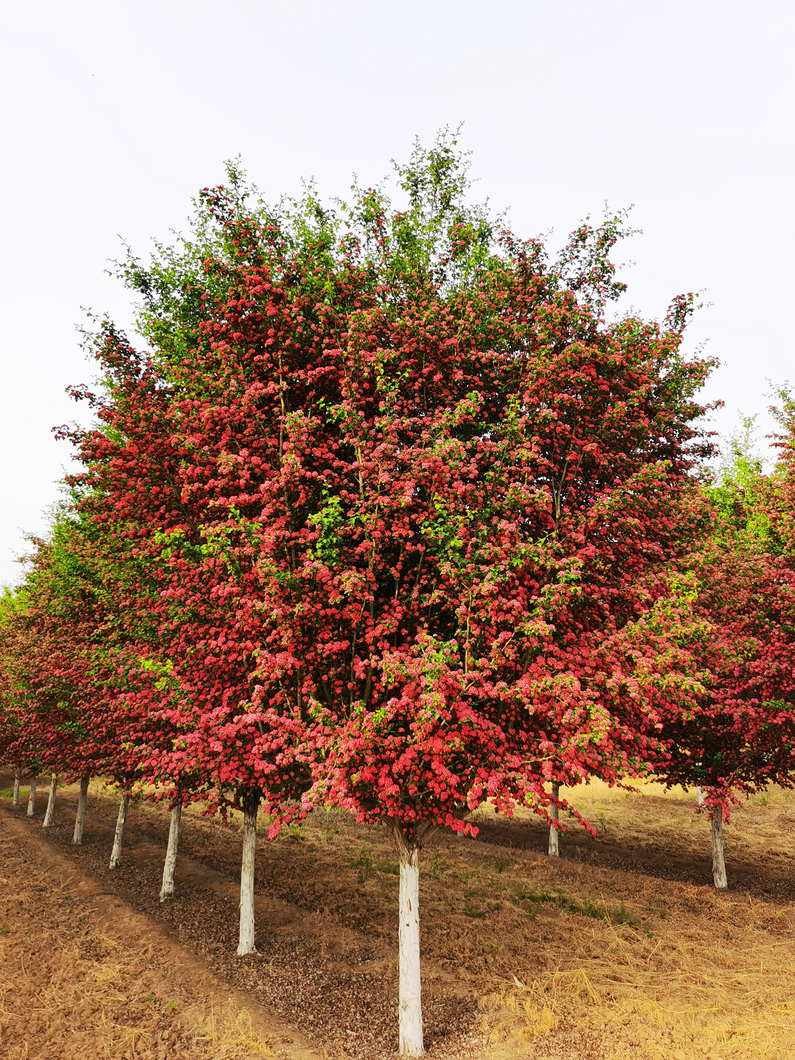 种植业什么最赚钱农村,农村种植创业成功的方法有哪些