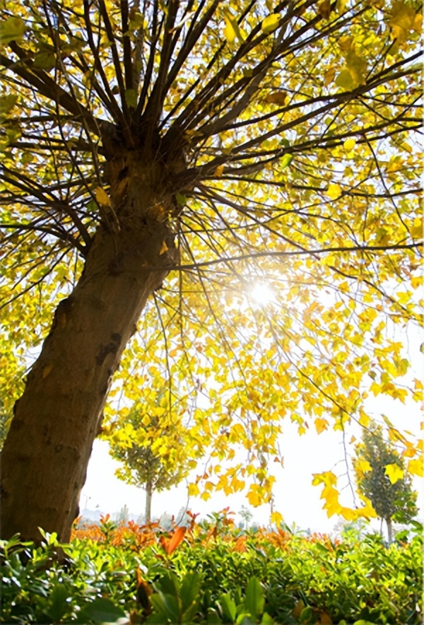 弘农文化节河南农业大学,中国农科院河南农业大学