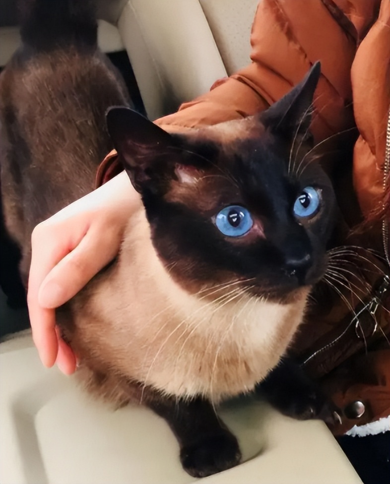 猫界中什么猫最聪明,猫界中谁的性格最好