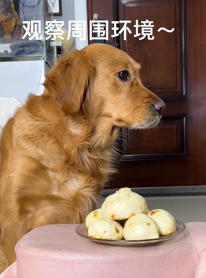 驴得水小朋友是智障猫吗,全网公认的智障猫怕水