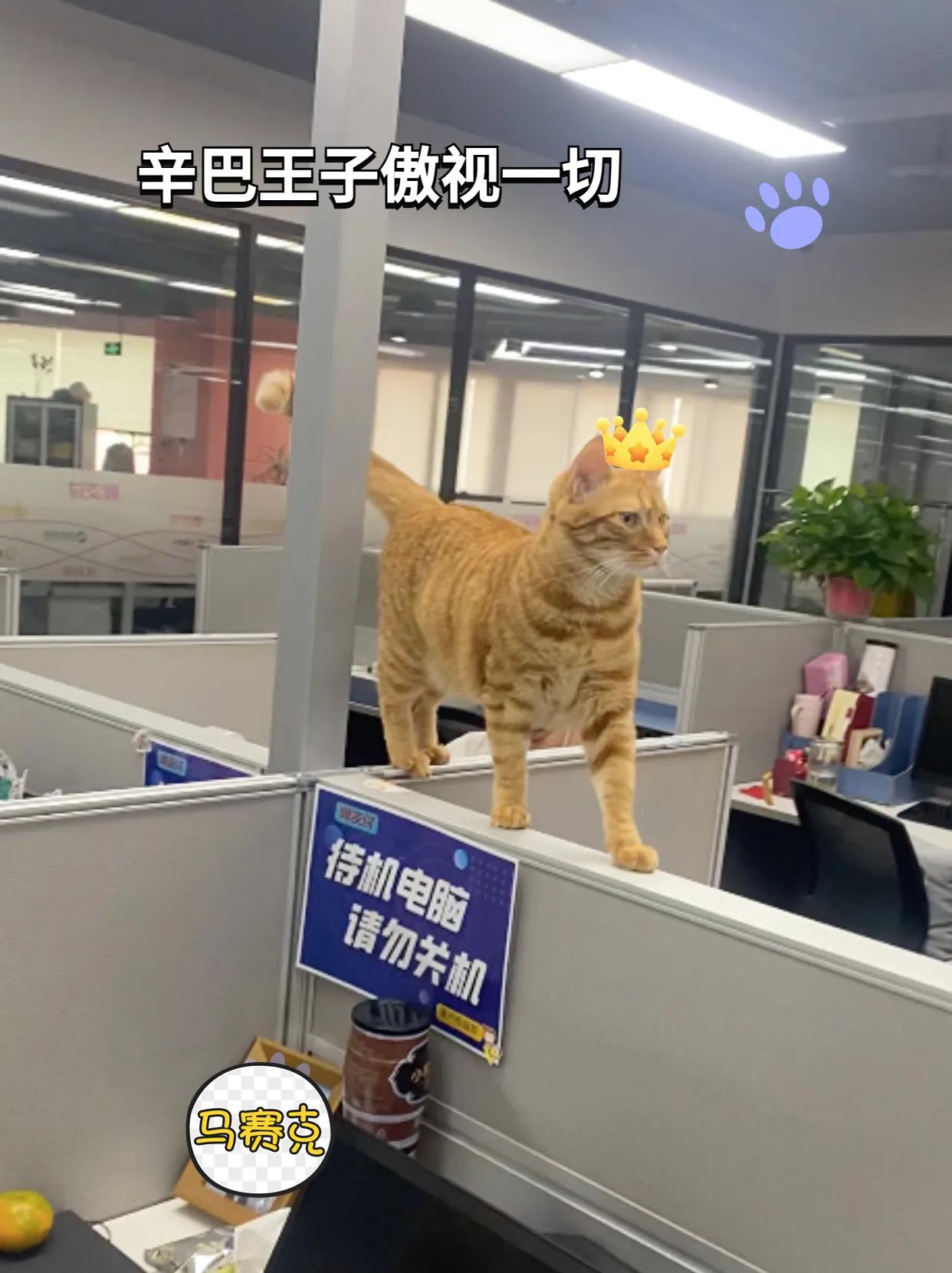 千万别带猫上班,能带猫咪上班的公司