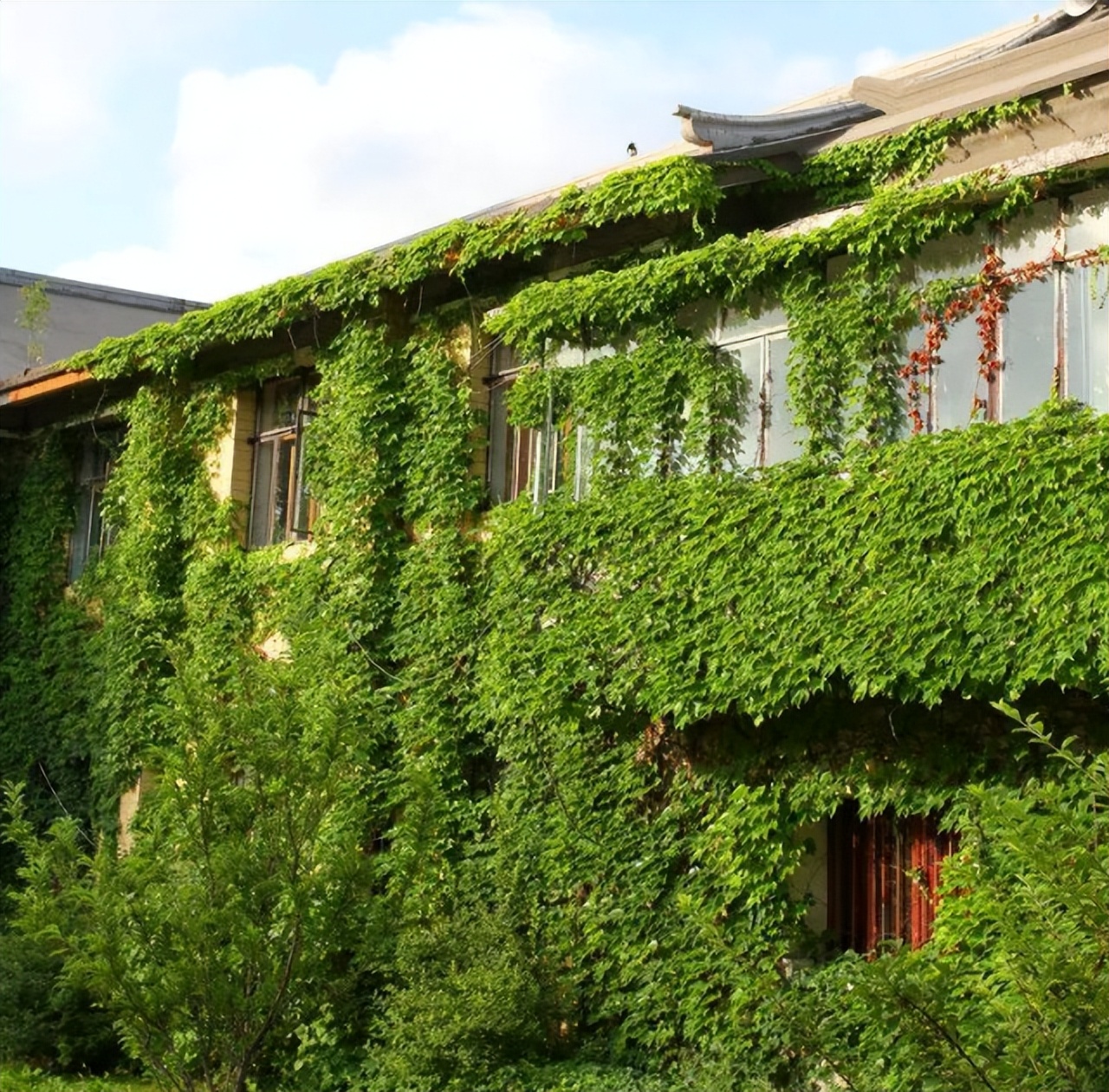 爱干净的人应该养什么动物,家中千万别养这8种毒花