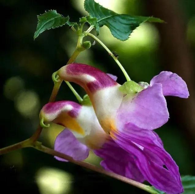罕见漂亮的鲜花,全球最漂亮的鲜花