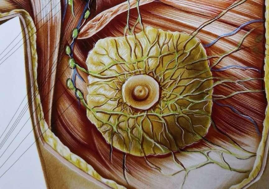 男性的乳头是用来干嘛的？除了区分“正反面”，还有这四个作用