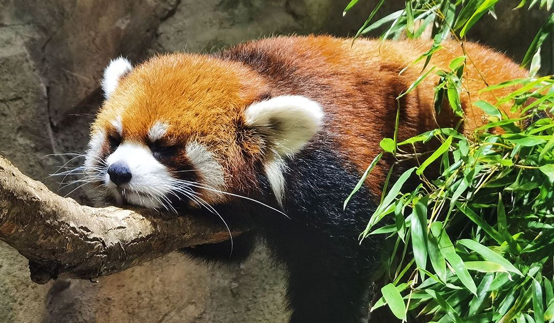 武汉海昌极地海洋公园游玩项目,武汉海昌极地海洋公园游玩时间