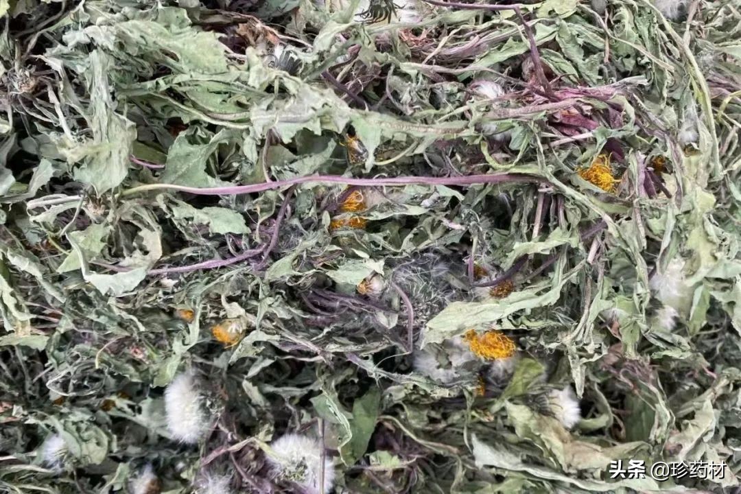 红花、百部、地黄、五味子、龙骨、茵陈、元胡、蒲公英等行情简析