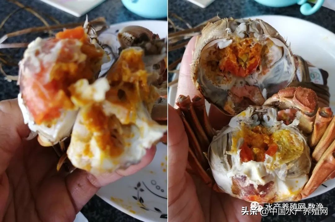 阳澄湖大闸蟹今年养蟹新技术,蟹农辛辛苦苦养了一年的大闸蟹