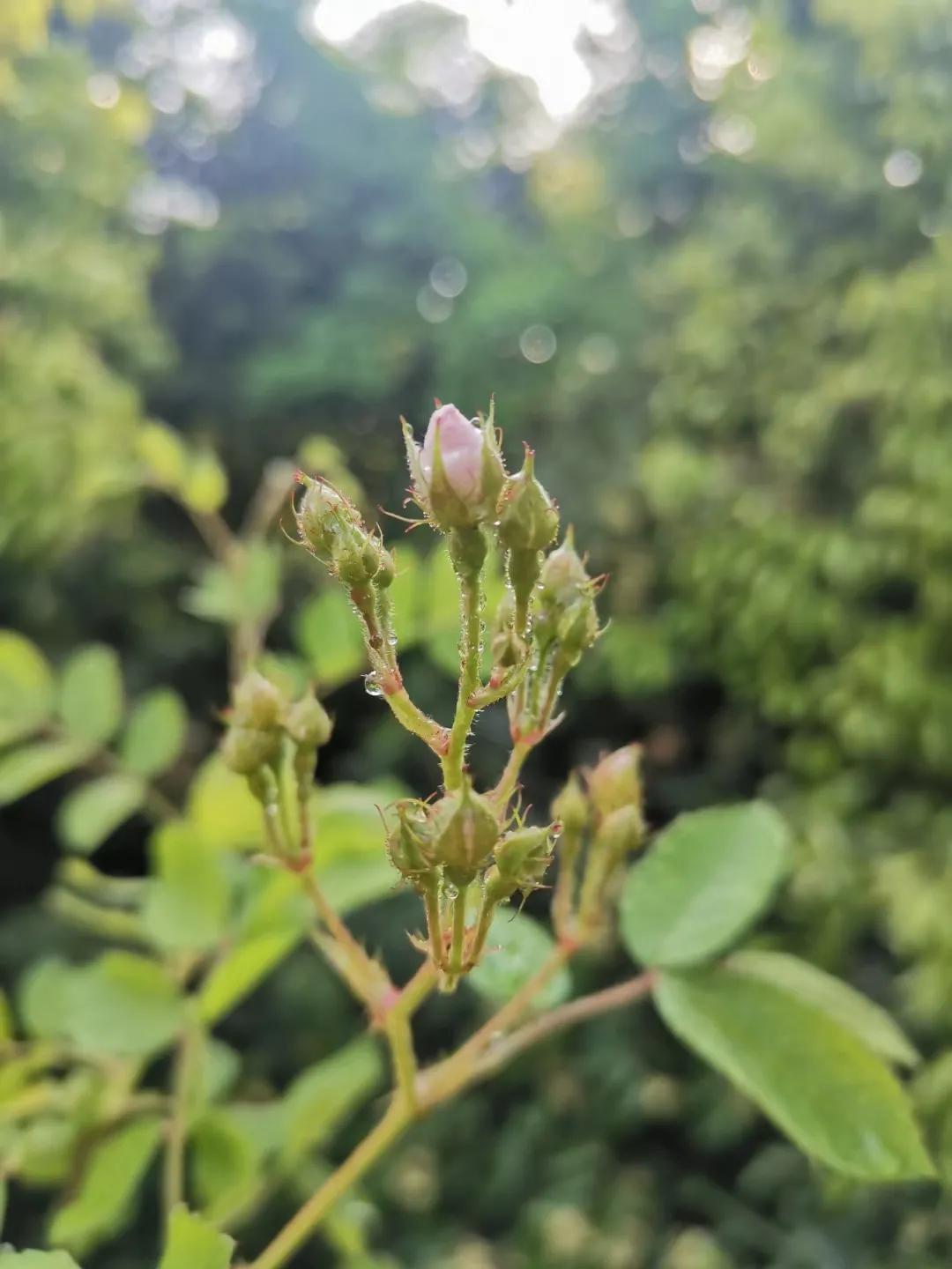 母亲厨房里的白纱布