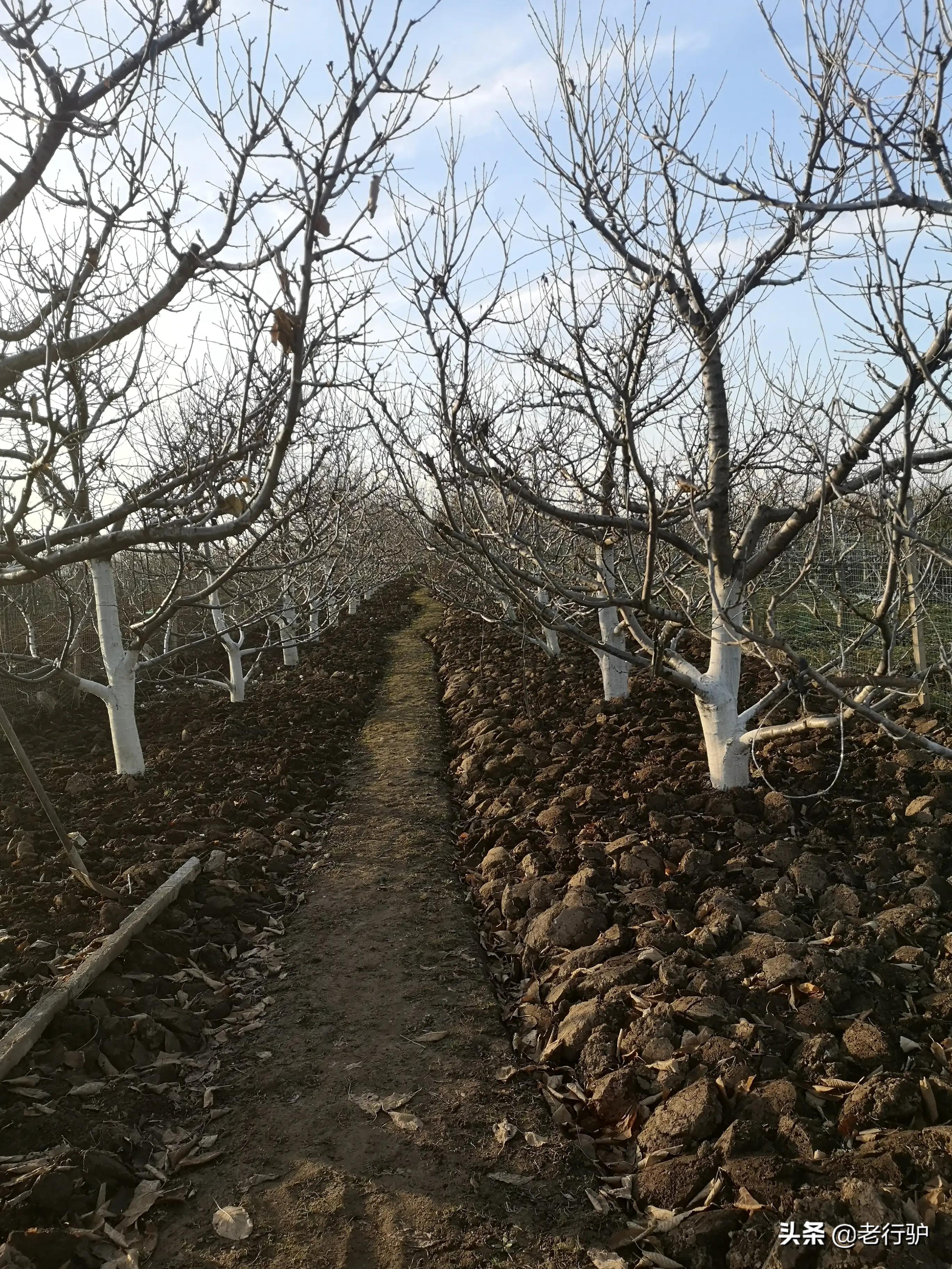 白鹿原白鹿白仙子,白鹿原的白灵和鹿兆海