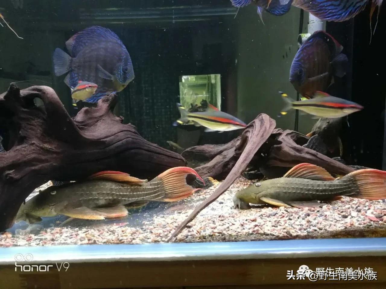 每天认识一种热带鱼,每天认识一种南美鱼