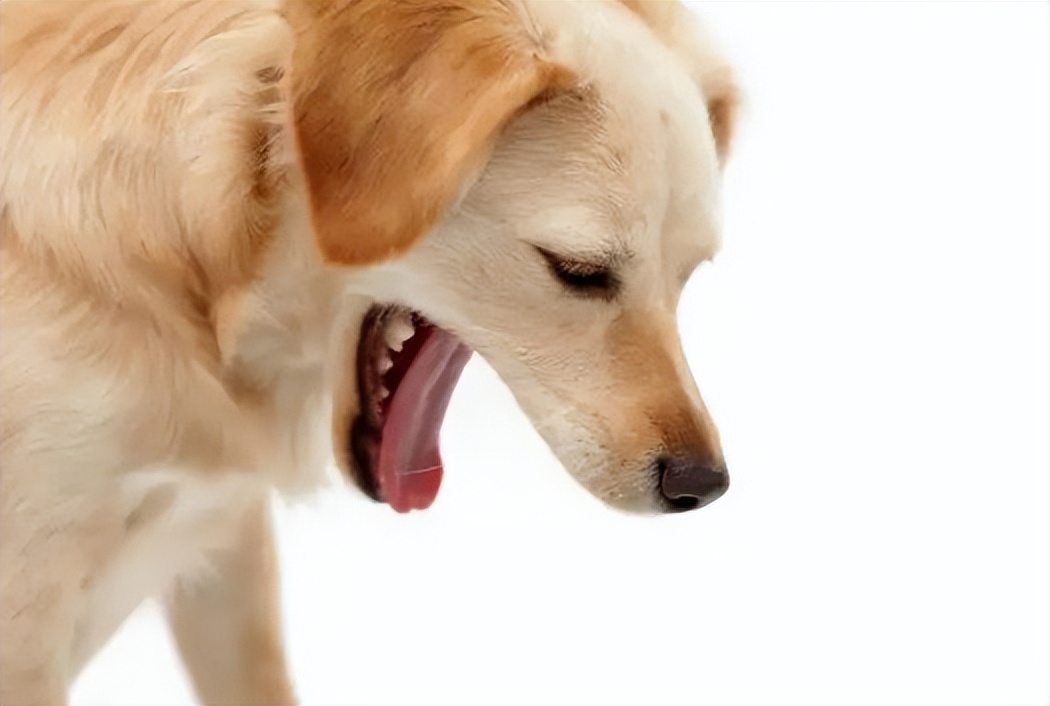 狗狗吞食异物一星期还能催吐么,怎么判断狗狗是否吞了异物