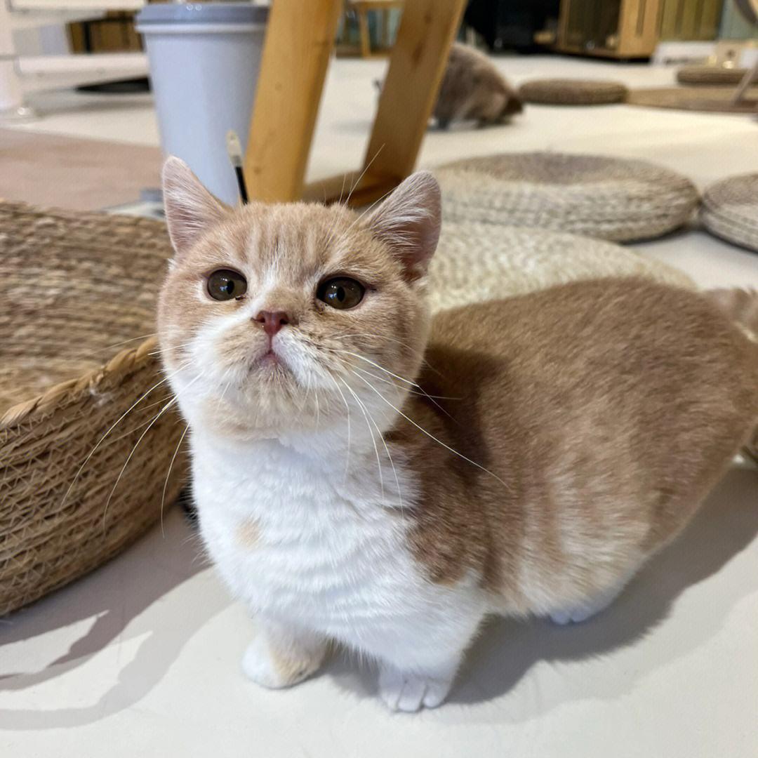 猫猫的寿命一般有多长,猫猫的寿命是多少年