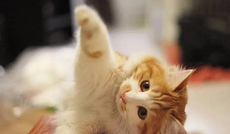 为什么猫咪交配时，公猫要死死咬住母猫的后颈？母猫的声音太凄惨