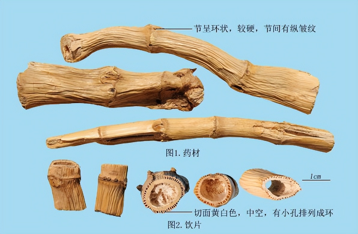 芦根全草图片,芦根功效作用