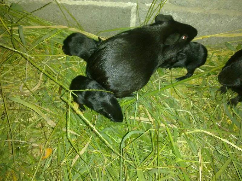 黑豚鼠养殖前景怎么样,豚鼠养殖最好养的品种