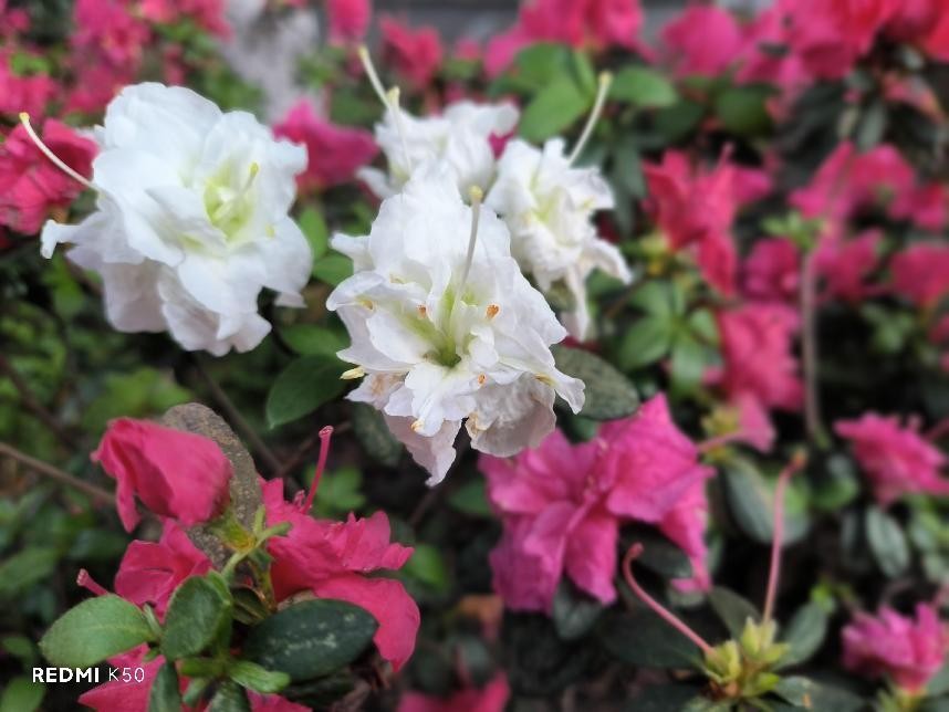 redmik50天玑版本评测,redmik50天玑8100是4g手机吗