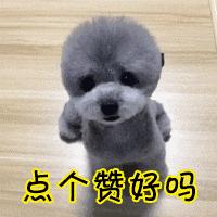 泰迪五大表现证明被你养熟了,泰迪尴尬期怎么处理好