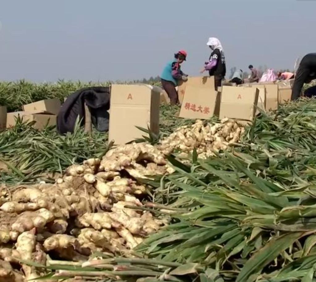 重庆小伙带领全村种生姜创业视频,农民返乡创业种生姜收益可观