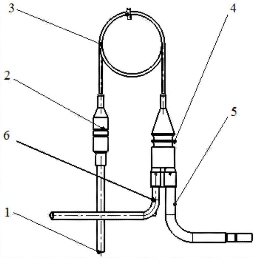 壳寡糖的促进生根作用,壳寡糖对免疫系统的调节作用