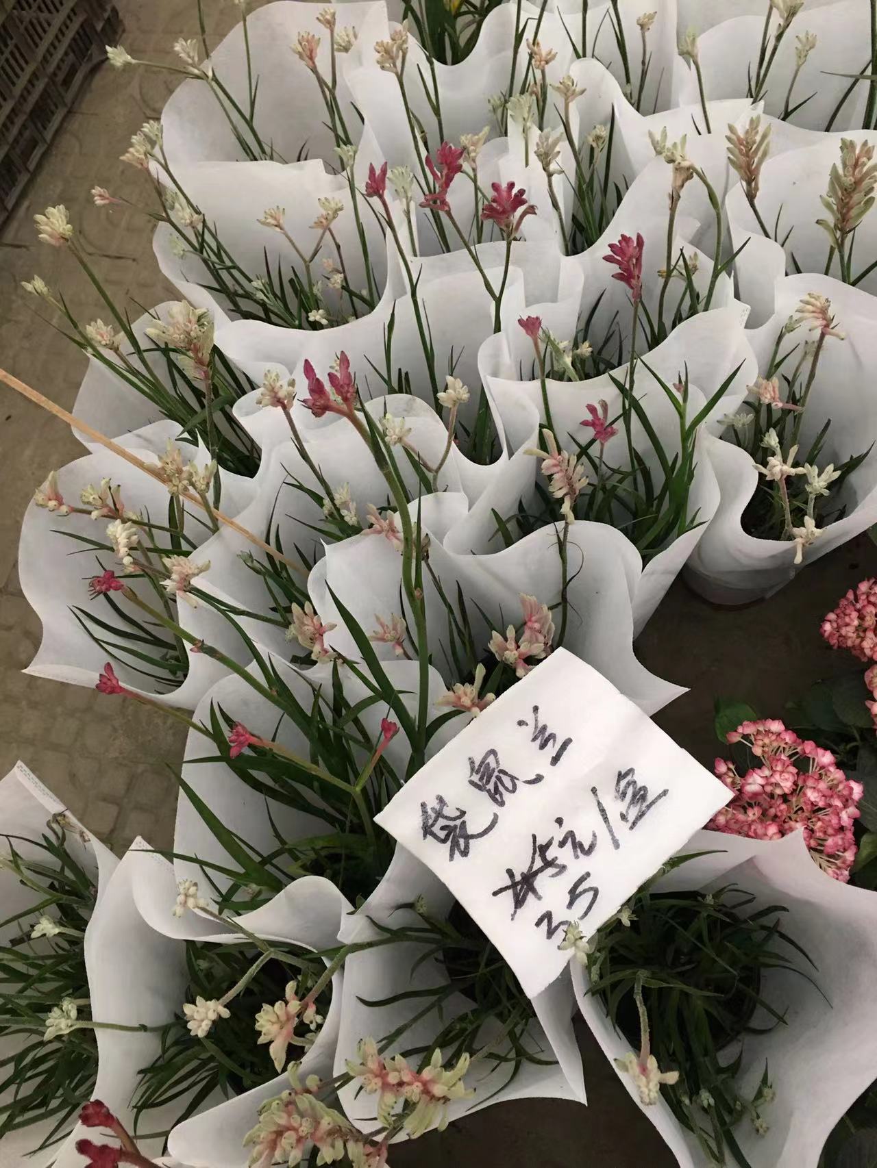 成都春天花卉市场哪里最便宜,成都温江区最便宜的花卉市场