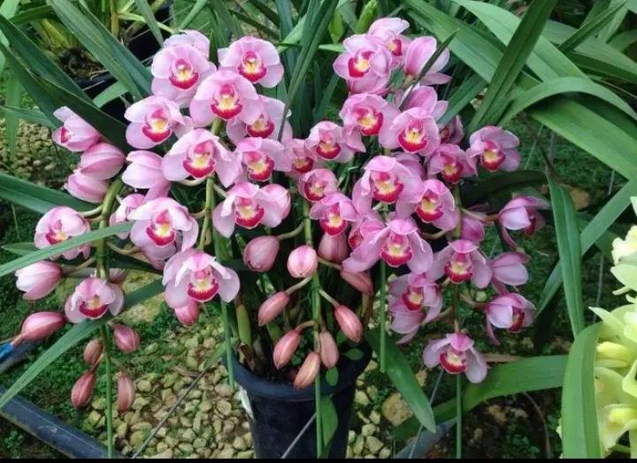 大红袍兰花是什么品种,兰花的品种什么最好